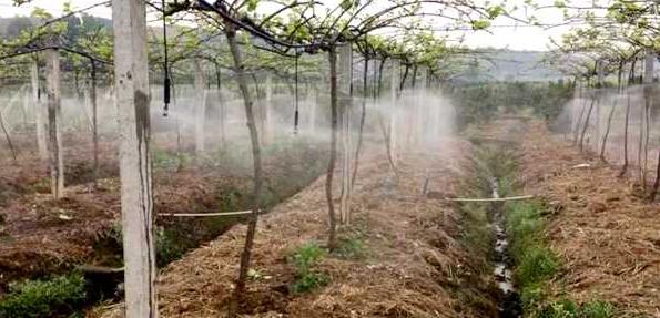 猕猴桃种植湖北吊喷节水灌溉