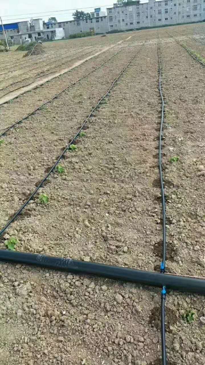 湖北冬季大棚蔬菜种植浇灌注意事项