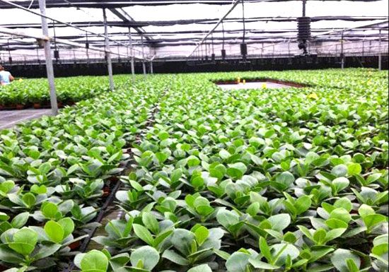 湖北大田节水设备在中国的应用前景如何