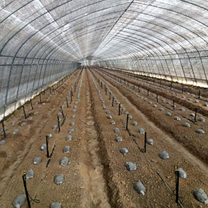 大棚蔬菜种植湖北微喷灌溉都具有哪些优势？